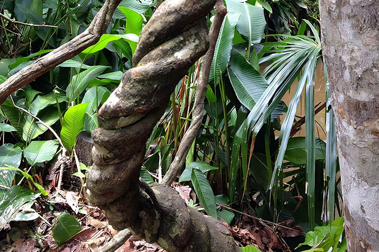 Ayahuasca Root growing in jungle