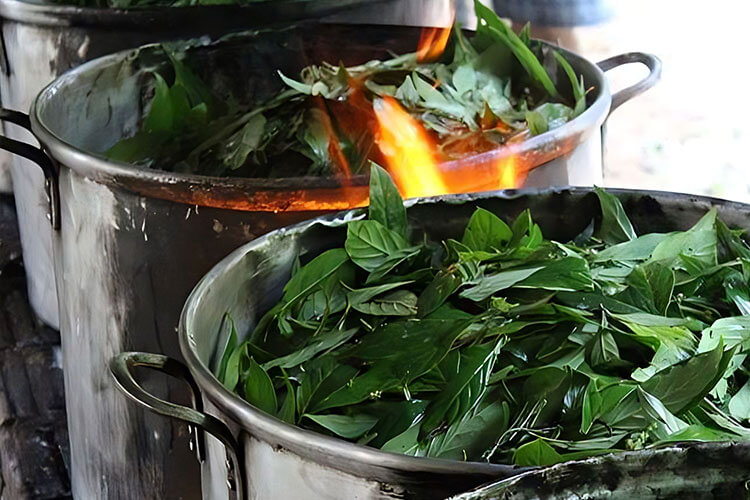 Boiling plant leaves to produce plant medicine