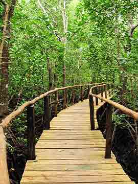 Bridge in Amazon