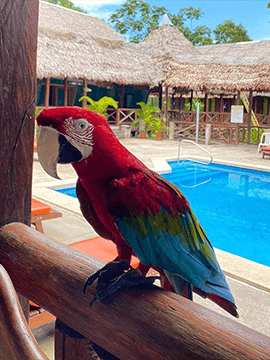 FAQs Macaw by Heliconia Amazon Basin Lodge Pool location