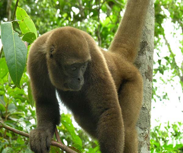 Wooly Monkey In Amazon River Basin