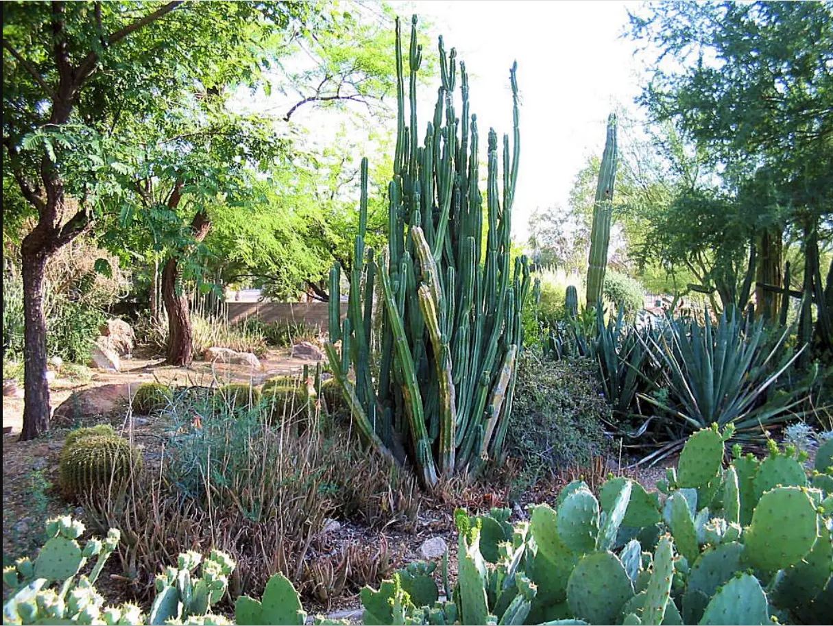 San Pedro Cactus, the source of Blue Morpho's San Pedro tea